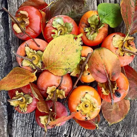 Rustic Hillside Stone-rustico In Pietra * Angeli (Ancona)