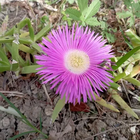 Ferienhaus Rustic Hillside Stone-rustico In Pietra Angeli (Ancona)