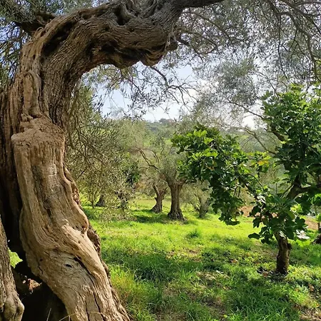 Rustic Hillside Stone-rustico In Pietra * Angeli (Ancona)
