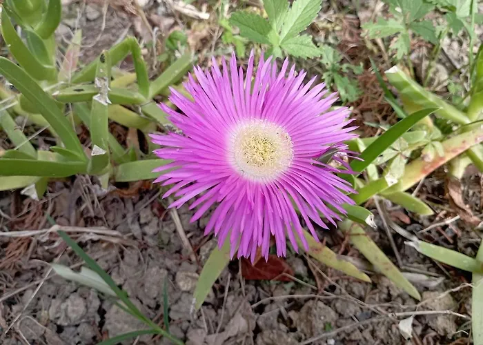 Ferienhaus Rustic Hillside Stone-rustico In Pietra Angeli (Ancona)
