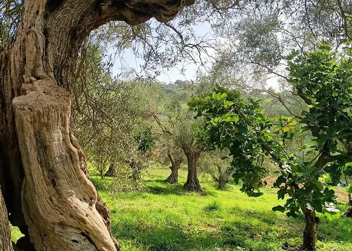 Rustic Hillside Stone-rustico In Pietra * Angeli (Ancona)