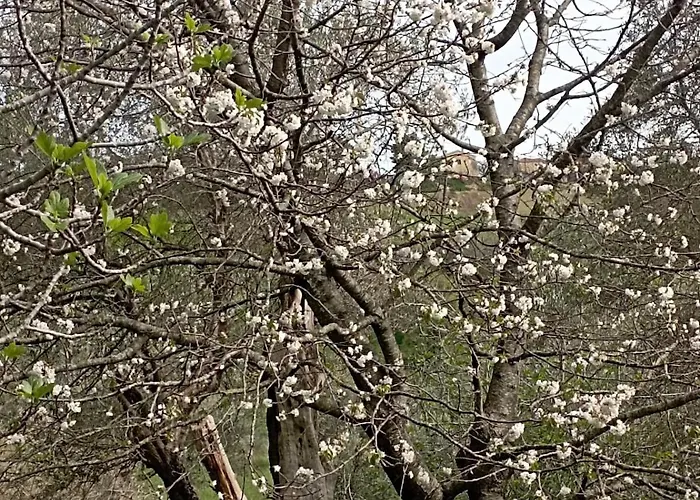 Rustic Hillside Stone-rustico In Pietra Ferienhaus